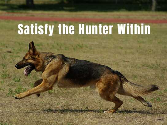 Satisfy the Hunter Within