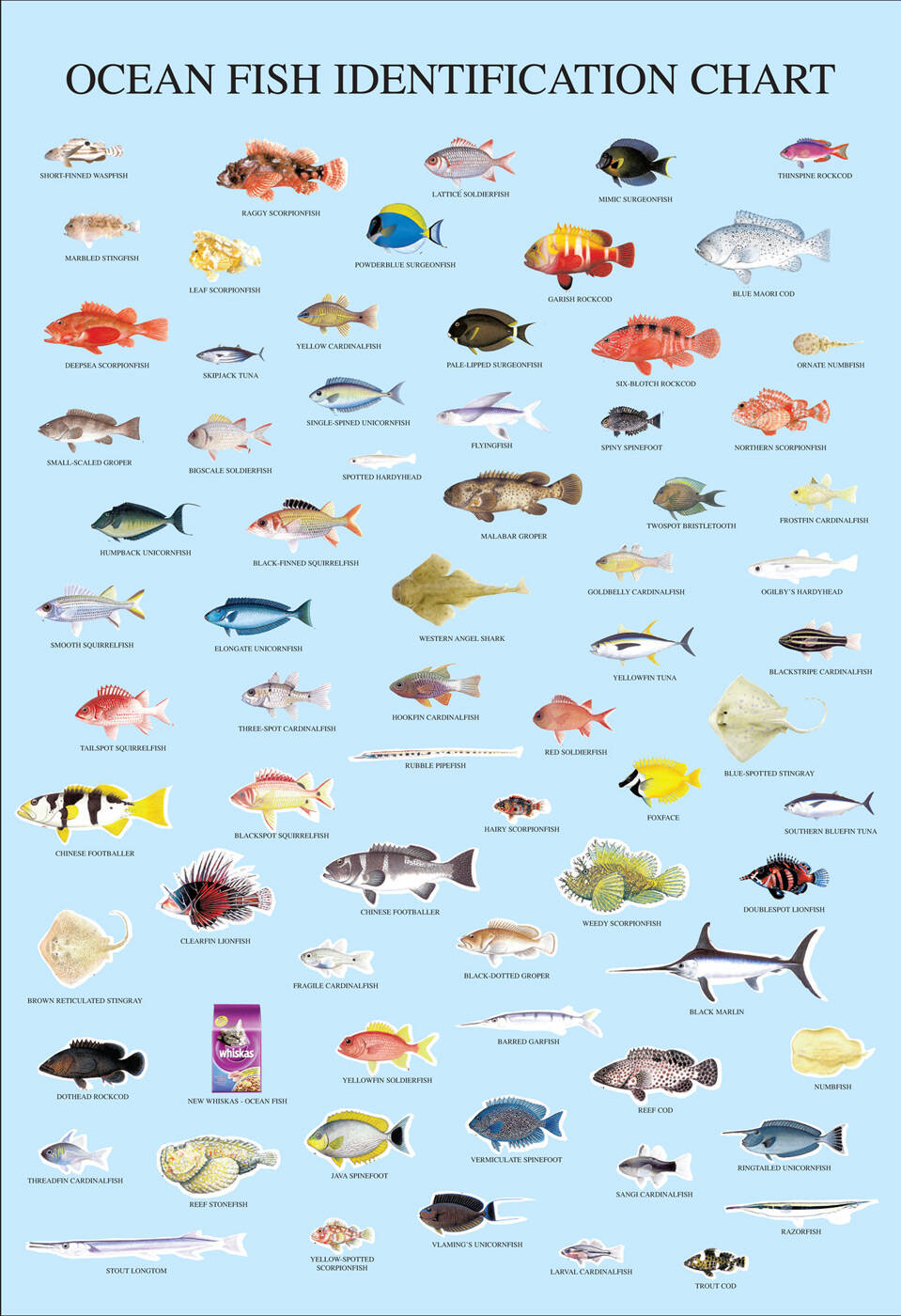 Fishing Chart 