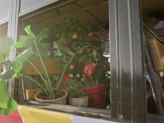 Escape Plant 