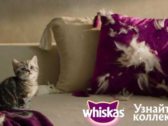 Whiskas commercial 2025