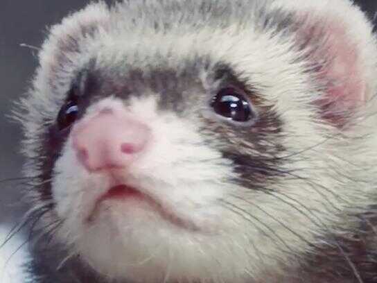 Ferret's Sadness