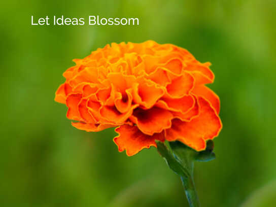 The Marigold Brain Bloom- A Creative Campaign