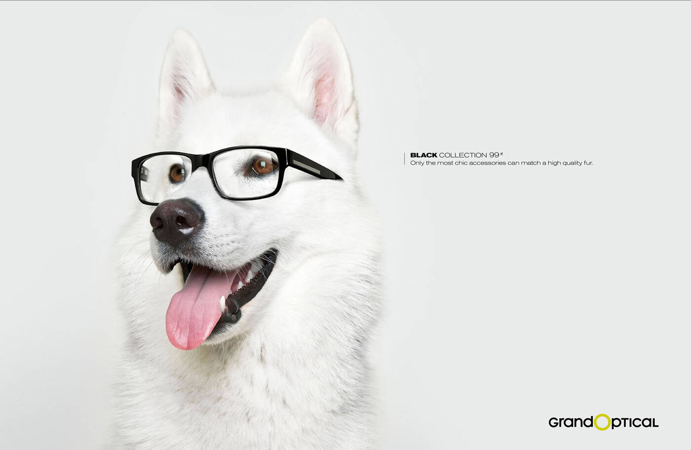 Year of the dog - Chic Agency