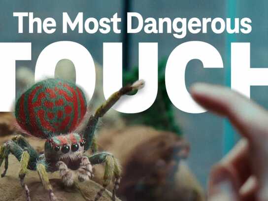 The Most Dangerous Touch