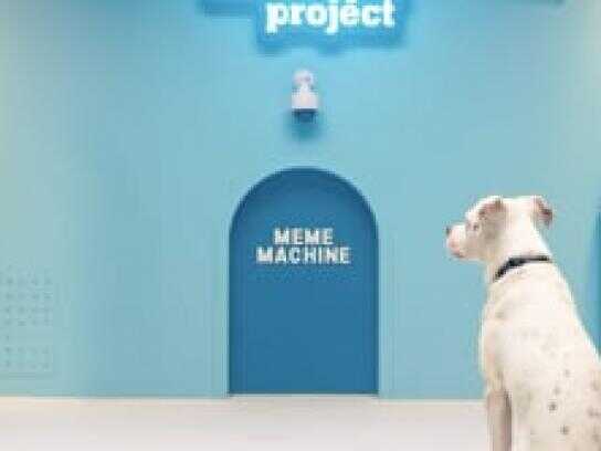 The Shelter Pet Project