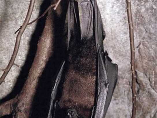 Bat