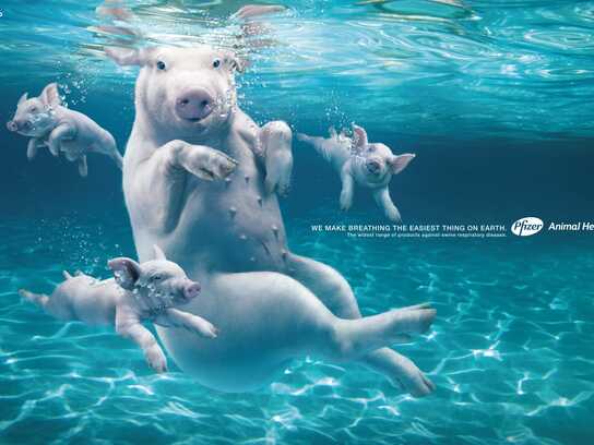 Swimming swine