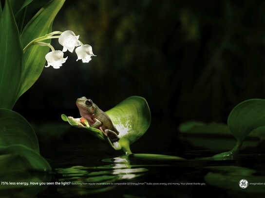 Frog, Flower, Fireflies