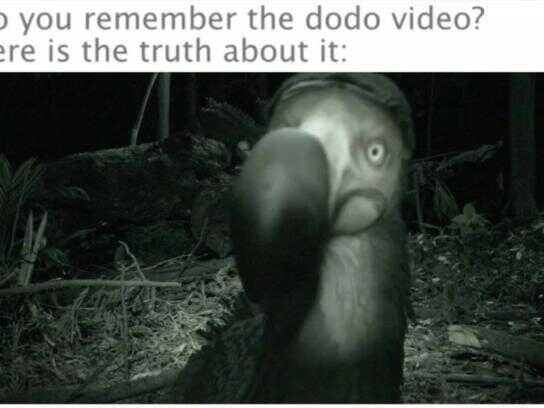 Almost a Dodo