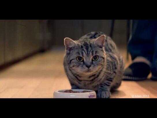 Whiskas hotsell cat commercial