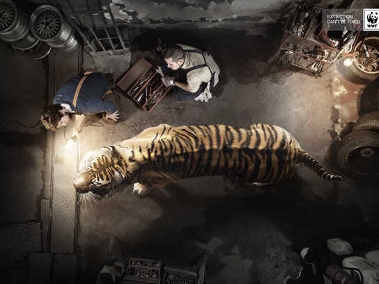 Extinction can't be fixed, Tiger, Extinction can't be fix...