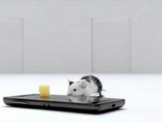 Mouse, Frog, Owl, Fish, Kitten