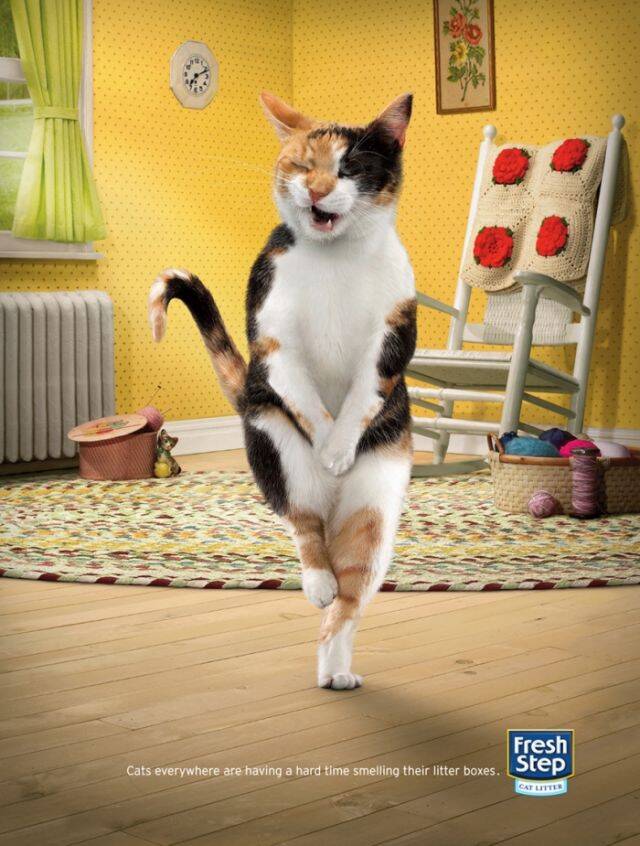 Fresh step shop cat litter commercial