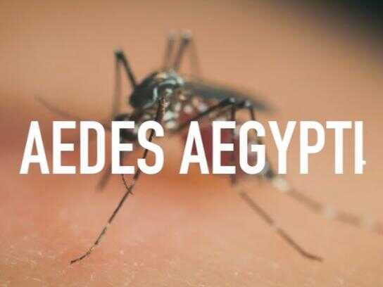 The Anti-Dengue Bottle