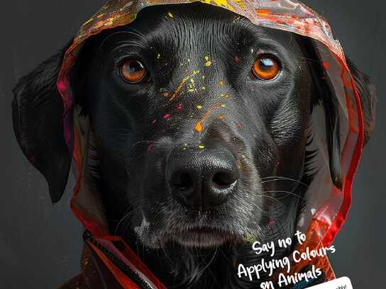 Say no to  Applying Colours on Animals, Celebrate Holi Responsibly!