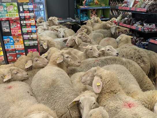 Sheep Happens