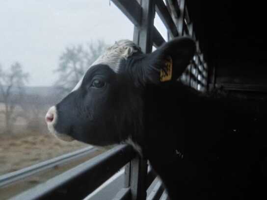 Not Your Milk