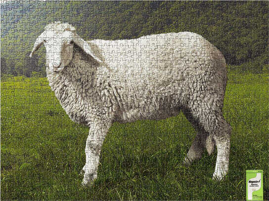 Lamb