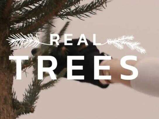 Real Trees: All Trees Deserve Love