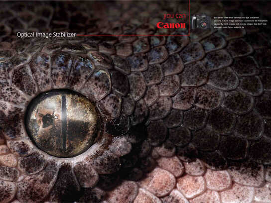 Snake, Tiger, Elephant