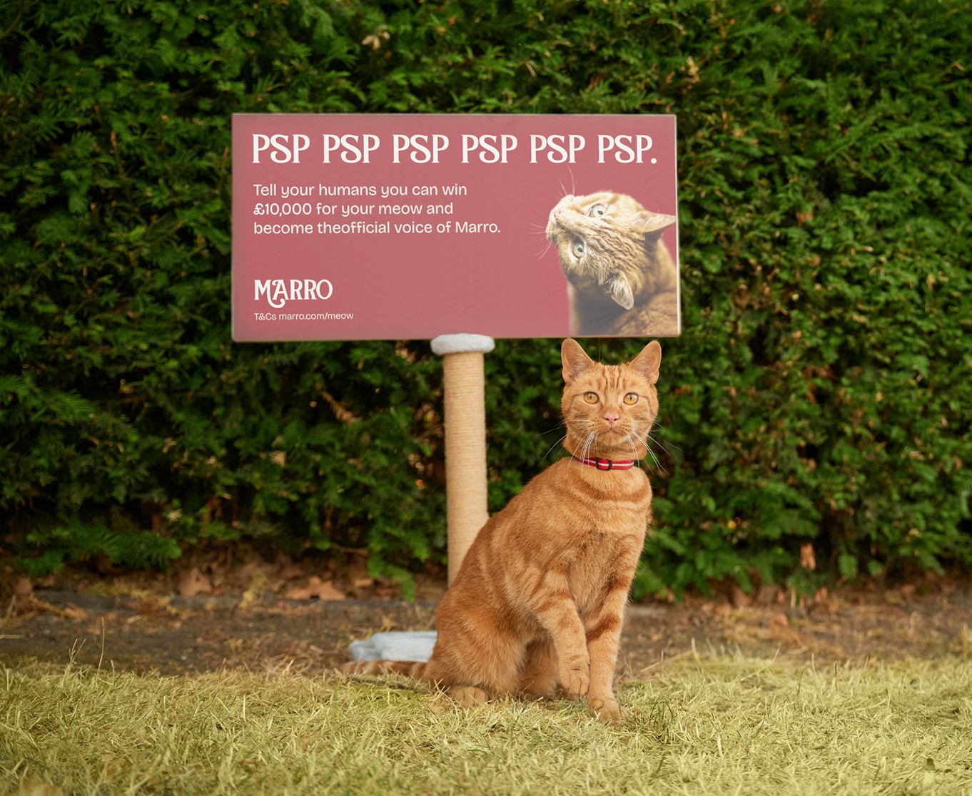 The Marro Meow Competition Image