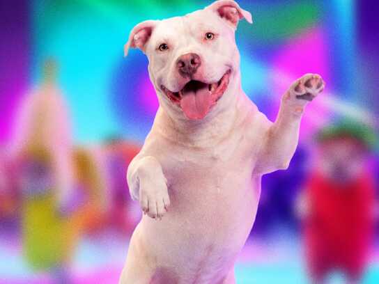 Adoptable Streaks 
