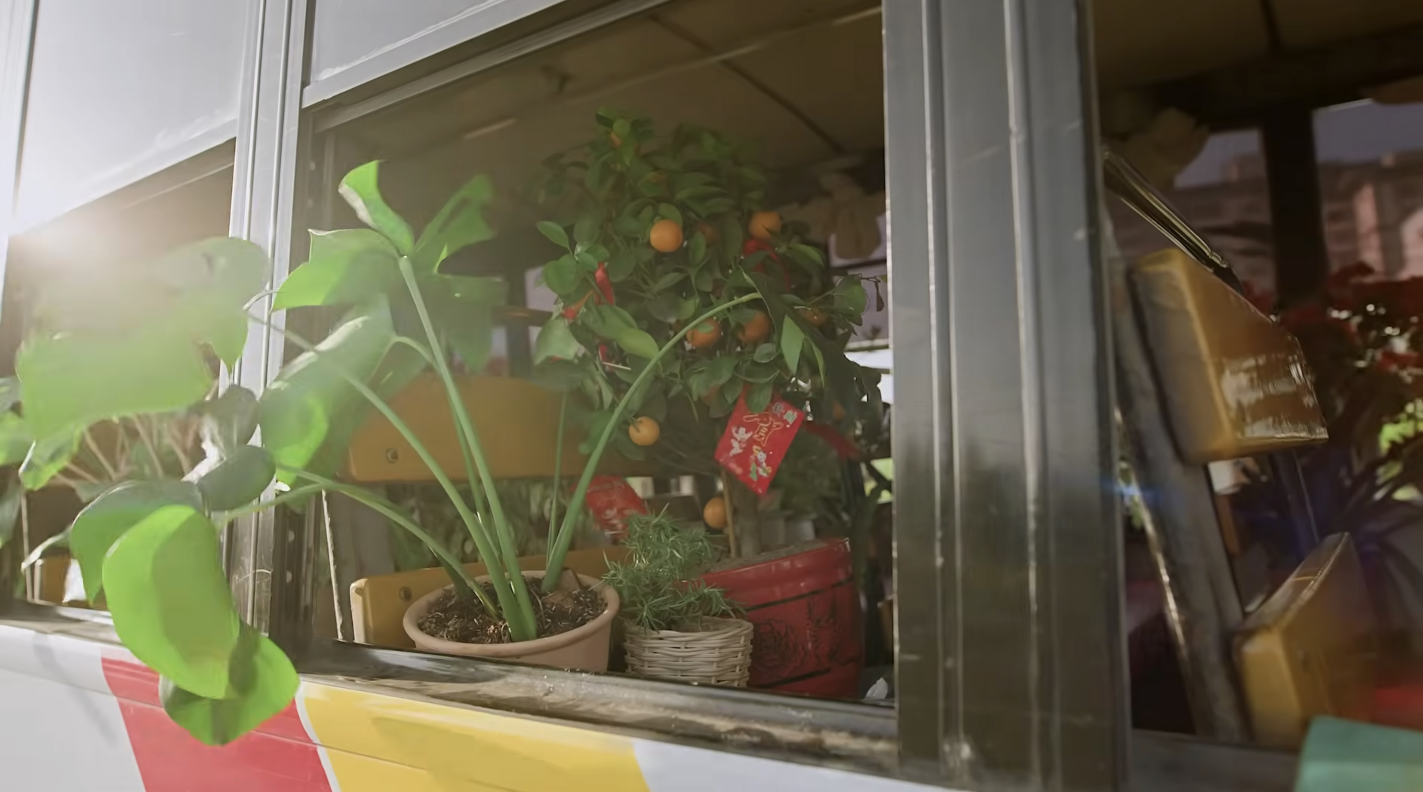 Escape Plant  Image