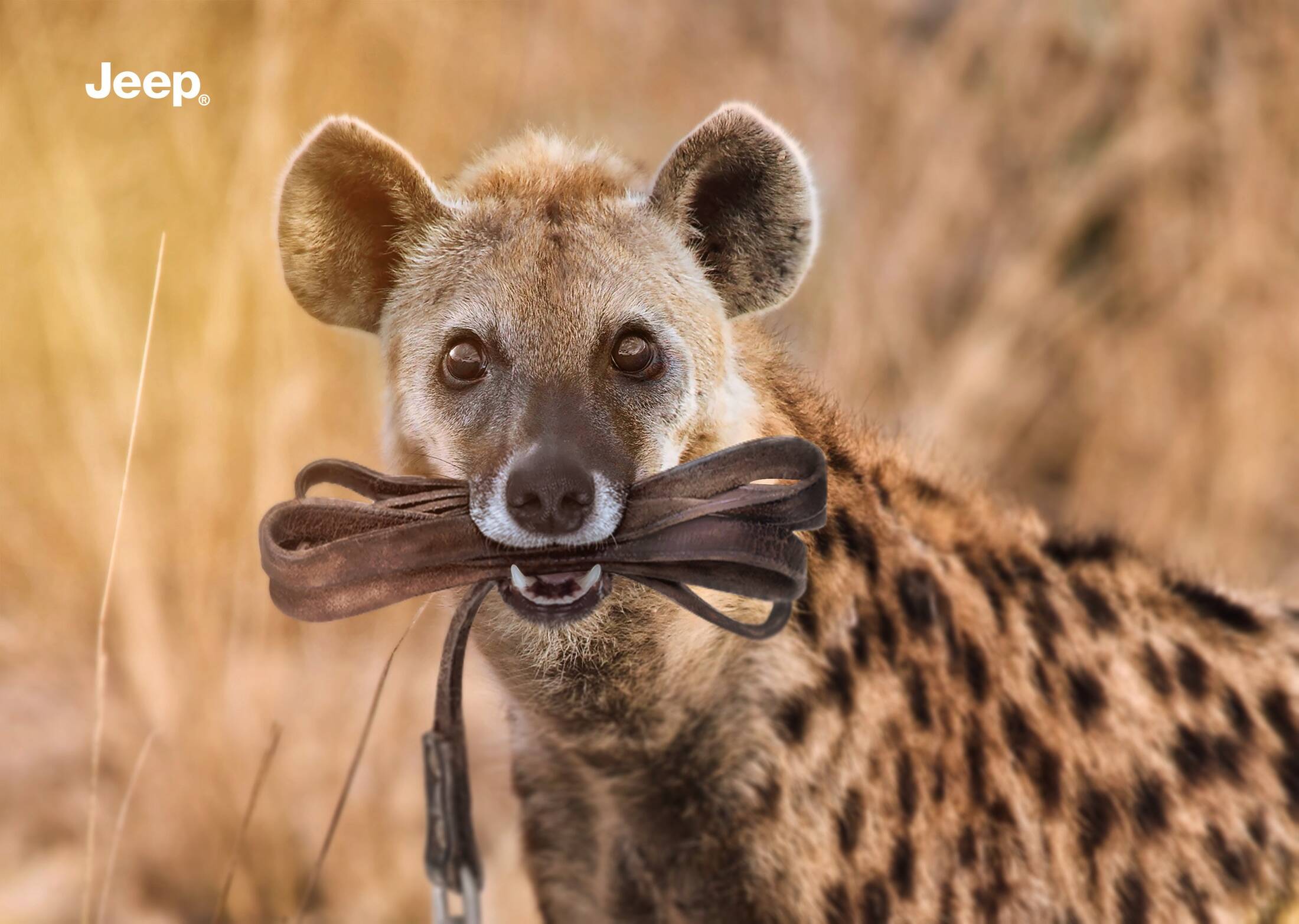 hyena animal smiling