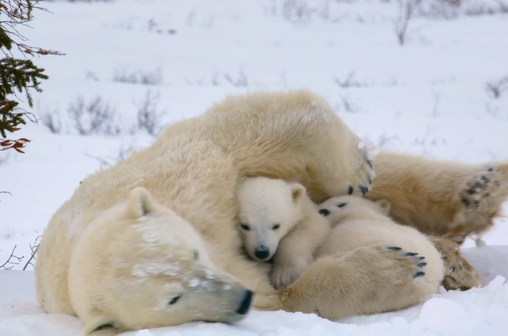 Voices of the Wild Image