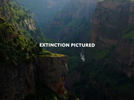 Extinction Pictured