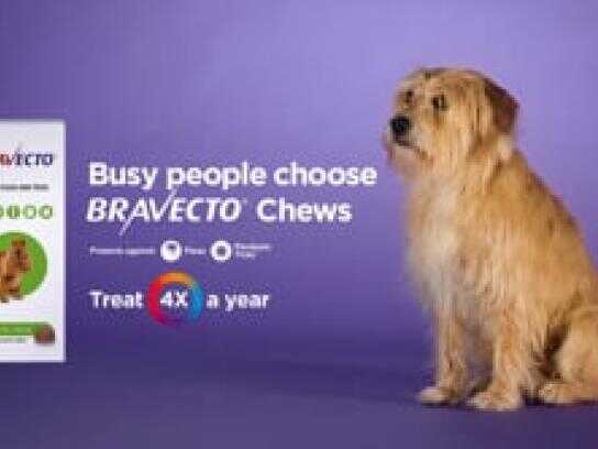 Busy People Choose Bravecto Chews, Boris