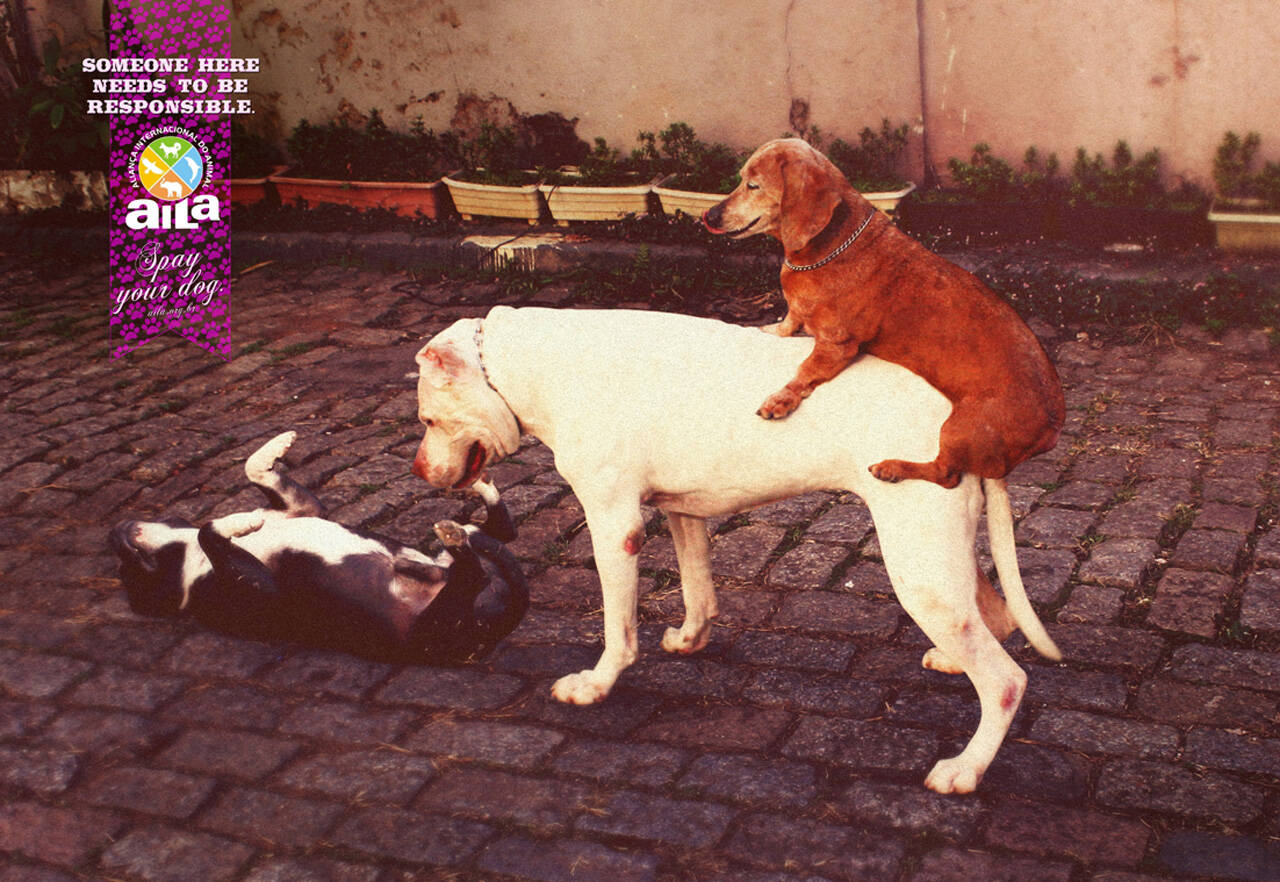 Aila: Dog XXX • Ads of the World™ | Part of The Clio Network