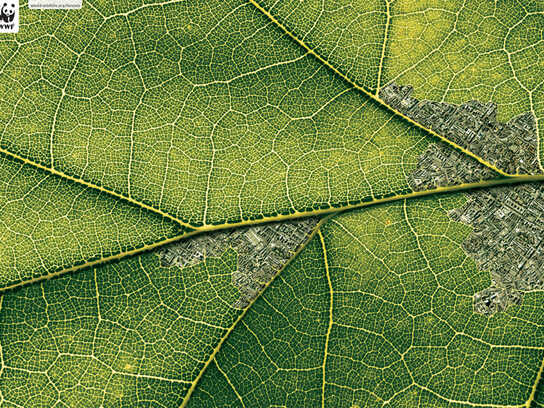Amazon, Daintree, Belize