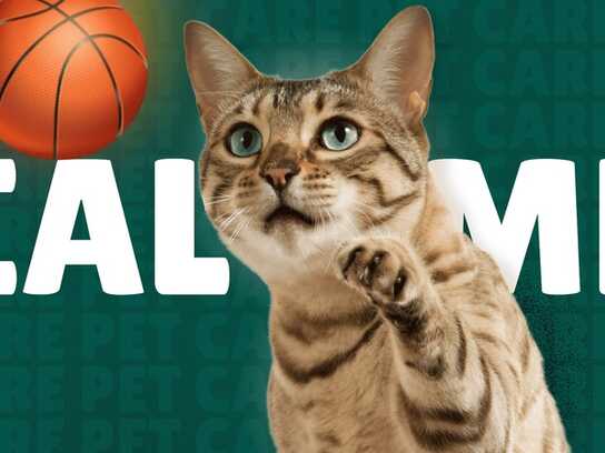 Healthy Cats, Happy Feeds: How Meme Culture Shapes Pet Care Branding