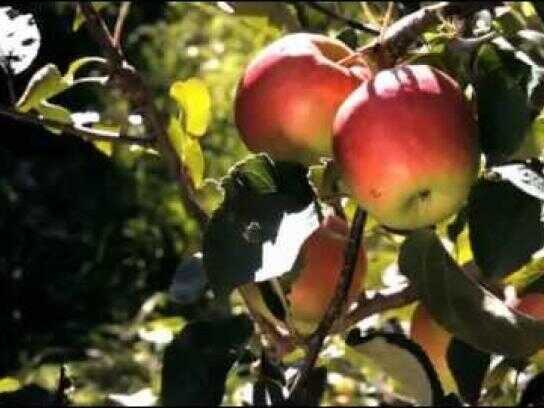 Apple Harvest 2011