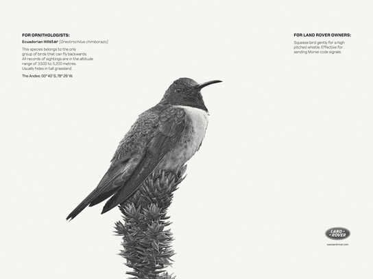 Ecuadorian Hillstar, Coromandel Striped Gecko, Snow Mount...