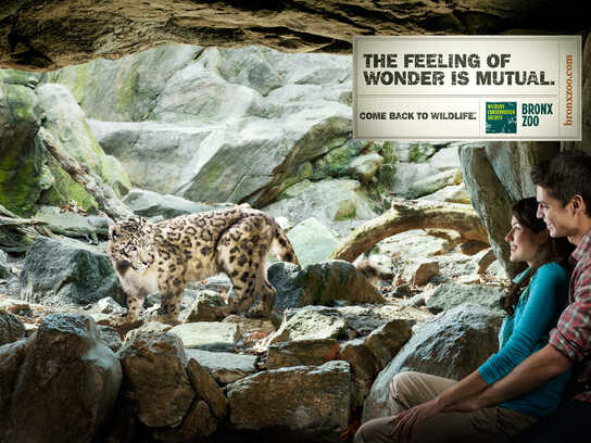 Leopard, Frog, Lemurs, Crocodile