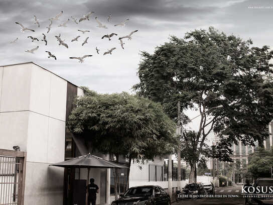 Seagulls, Shark, Pelican