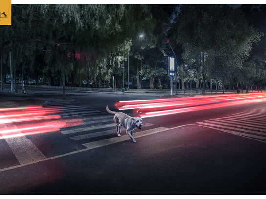 Lights dog, Lights pedestrian