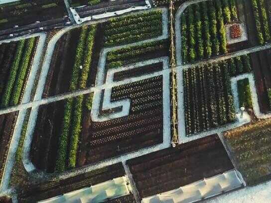 Organic Vegetable Garden