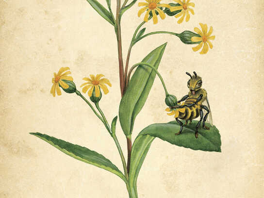 The flowers &amp; the bees