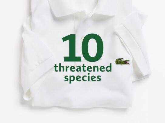 Lacoste endangered species clearance polo ebay