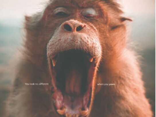 Face of a Yawn
