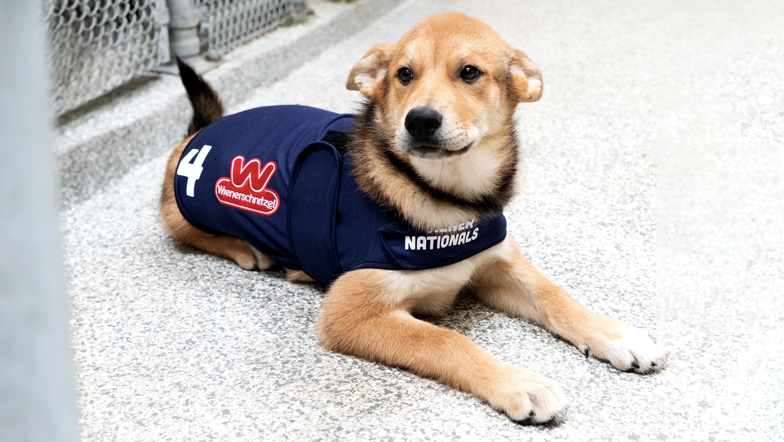 Calming Vests Image