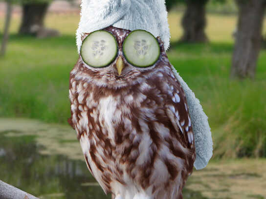 Owl, Squirrel, Otter