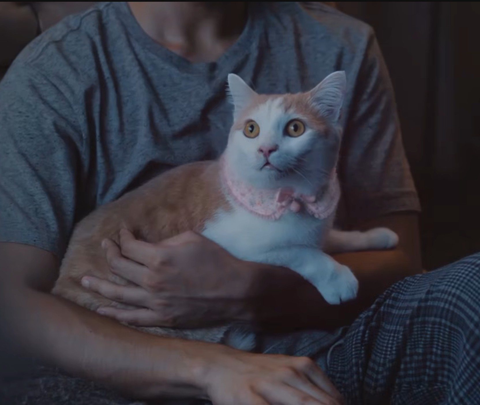 Every Cat Is an Individual Image