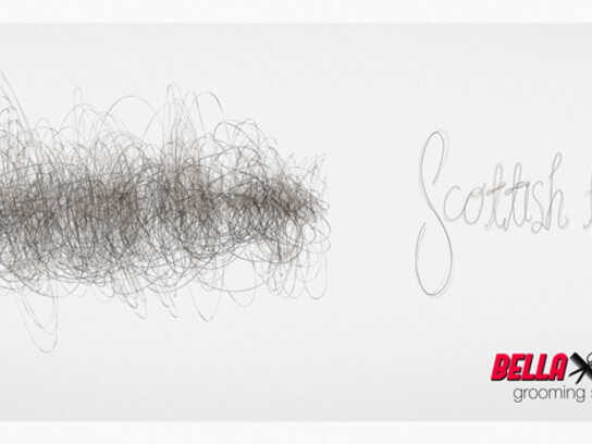Scottish terrier, Poodle, Afghan hound