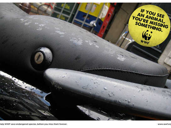 Dolphin, Frog, Moray, Whale, Owl, Pelican, Shark, Dog, Snake