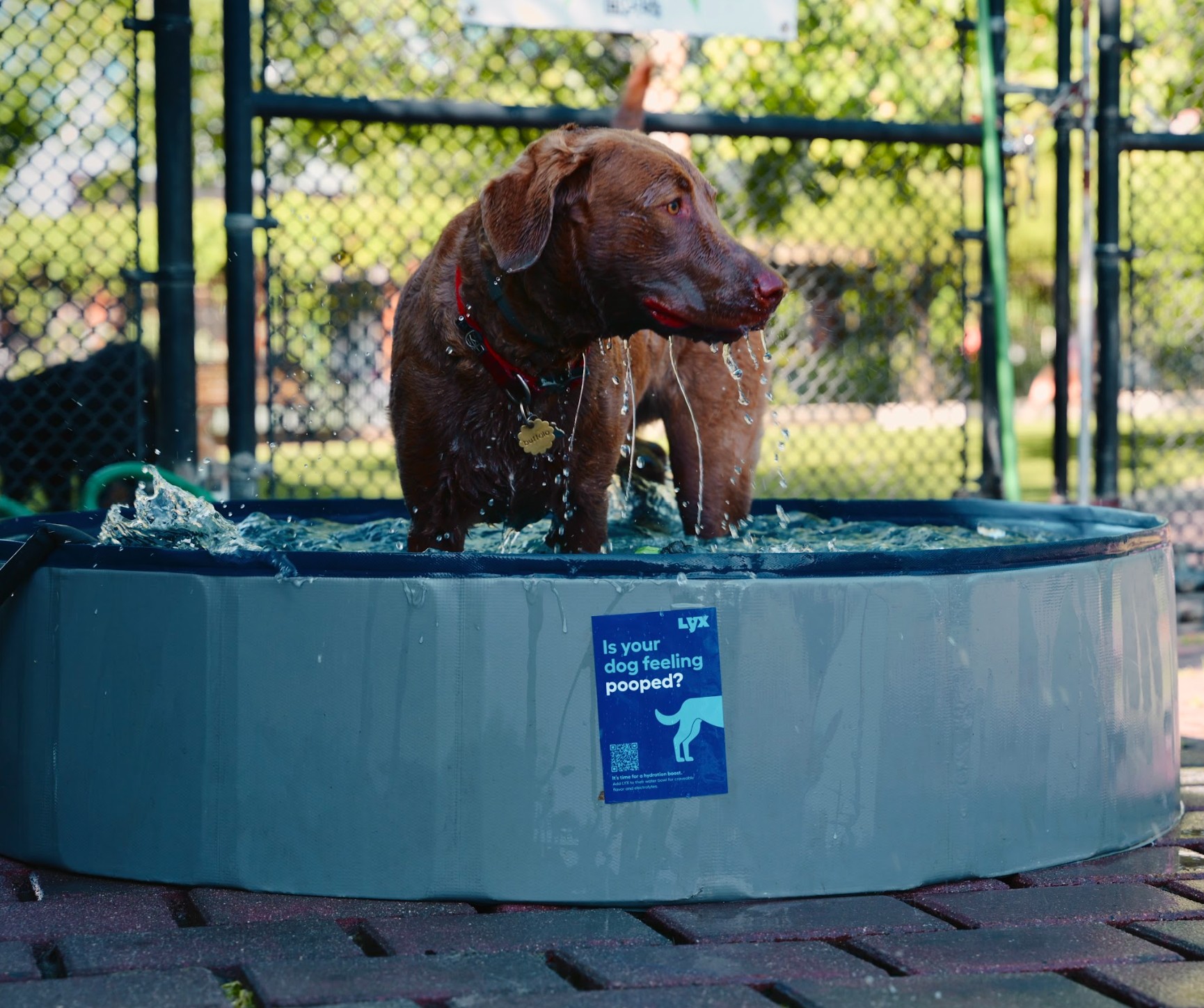 Dogvertising Image