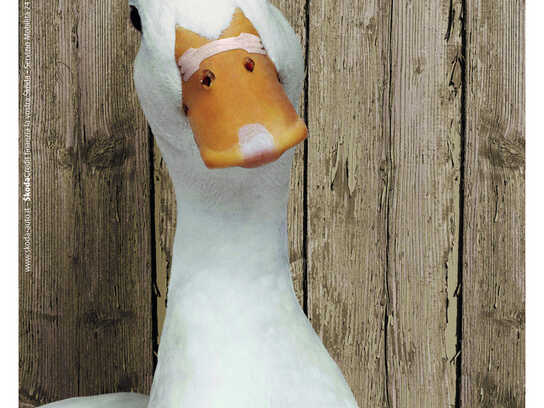 Duck